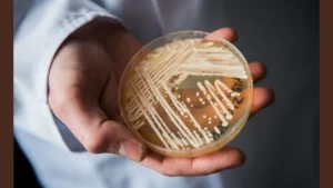 deadly fungus outbreak