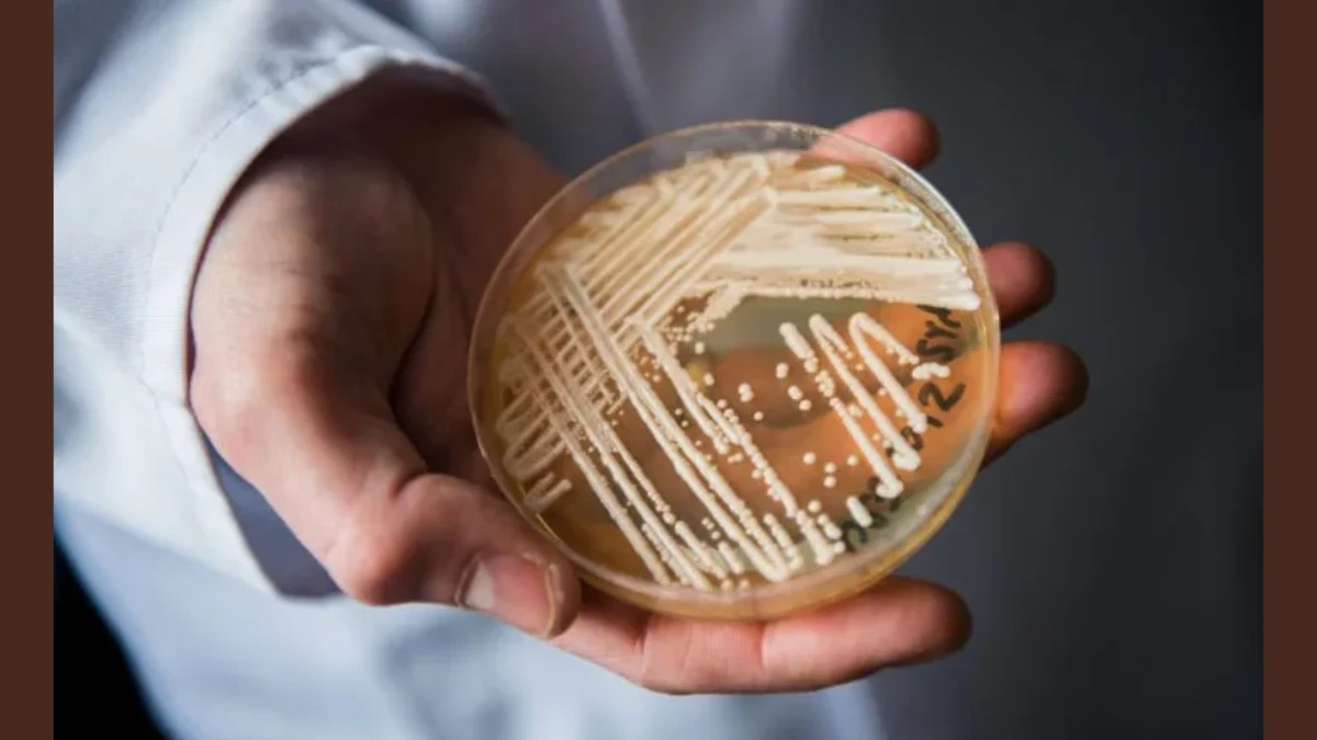 deadly fungus outbreak